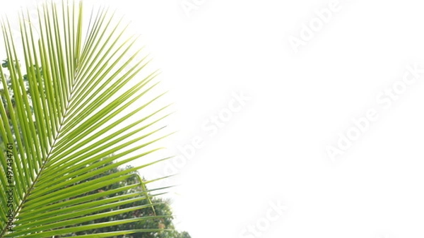 Obraz Coconut leaf on White Background