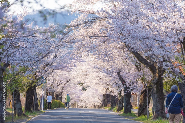 Obraz 長瀞の北桜通り