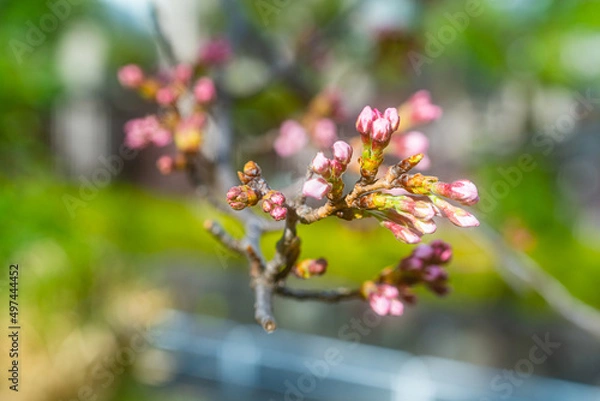 Fototapeta 桜、初春