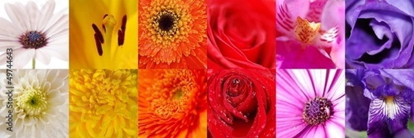 Fototapeta COLLAGE DE 12. COMPOSICIÓN ARCO IRIS CON FLORES