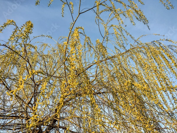 Fototapeta willow tree in the spring - Romania