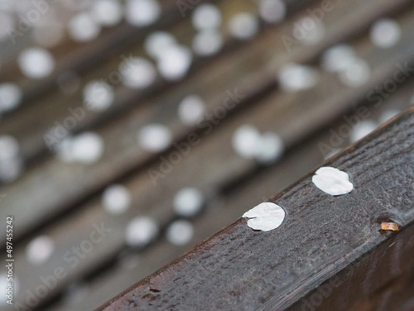 Obraz 濡れたベンチに張り付いた桜の花びら