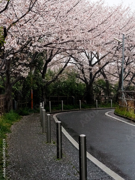 Fototapeta 雨の桜並木