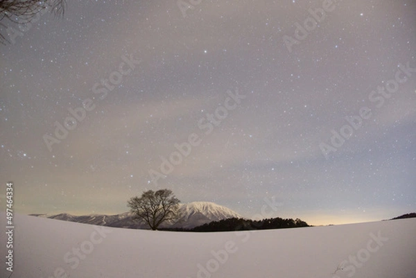 Obraz 小岩井一本桜