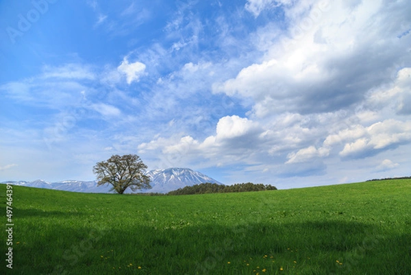 Obraz 小岩井一本桜