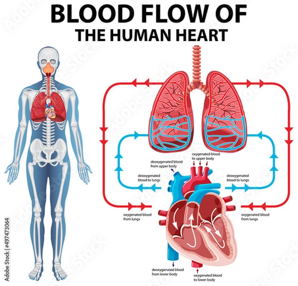 Fototapeta Diagram showing blood flow of human heart