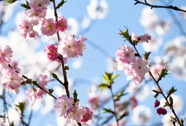 Fototapeta ソメイヨシノの後を受けよりピンクの桜咲く