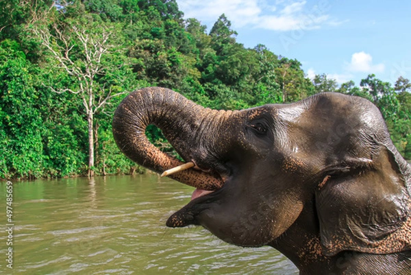 Obraz Elephant in the river. A Sumatran elephant calf lifts its trunk in a river, Aceh, Indonesia.