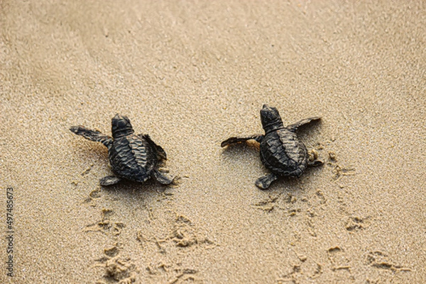 Obraz Turtle on the beach. The hatchlings are released into the sea on the white sand.