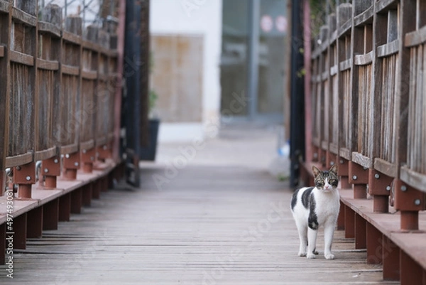 Fototapeta Multi-colored cat walks along a wooden bridge