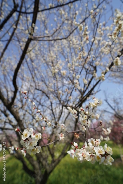 Fototapeta 枝垂れ梅　梅林