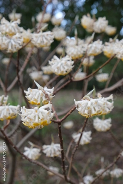 Fototapeta ミツマタ