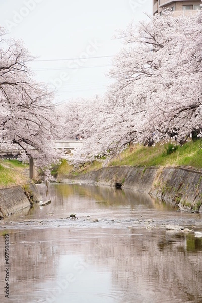 Fototapeta 大和高田の千本桜　春