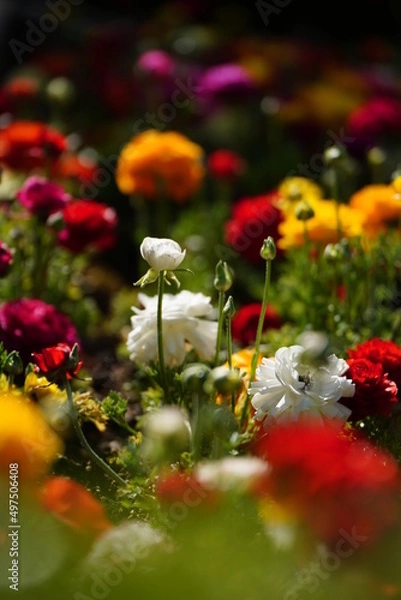 Fototapeta 色とりどりの花