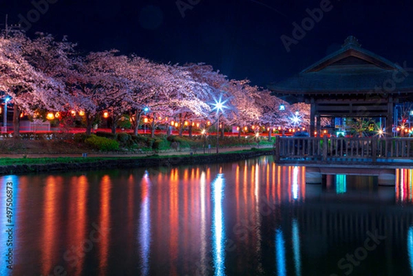 Obraz 夜桜のライトアップ風景　春の夜景　上沼公園　埼玉県東松山市