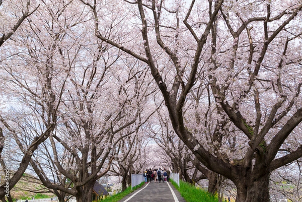 Obraz 桜と菜の花の風景　日本の春の景色　さくら堤公園　埼玉県比企郡吉見町