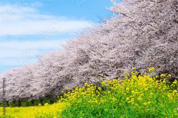 Obraz 桜と菜の花の風景　日本の春の景色　さくら堤公園　埼玉県比企郡吉見町