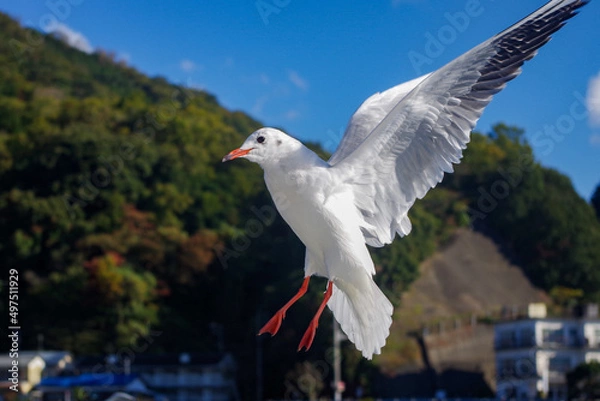 Fototapeta 飛ぶカモメ