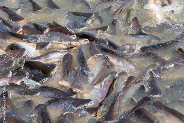 Obraz Feeding fish with bread and snack at the river in temple of Thailand.
