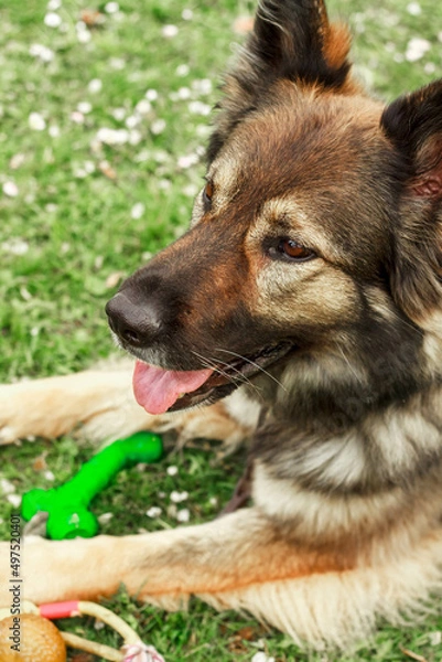 Fototapeta a large brown shepherd dog sits and looks around. High-quality photo. green grass.