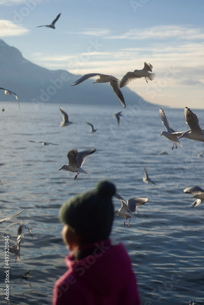 Obraz seagull on the beach