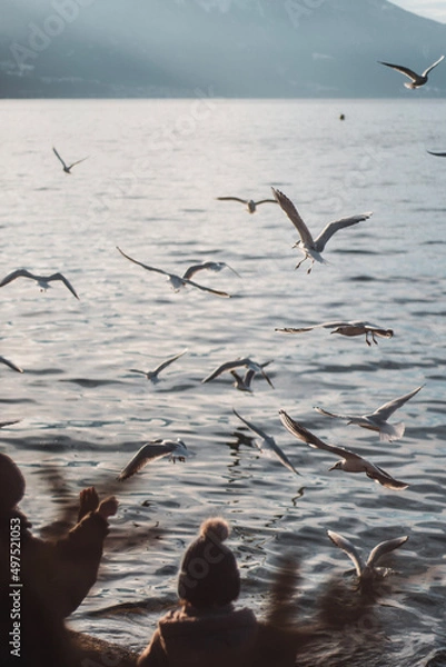 Obraz seagull in flight