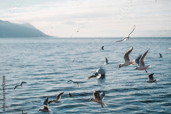 Obraz seagulls in flight