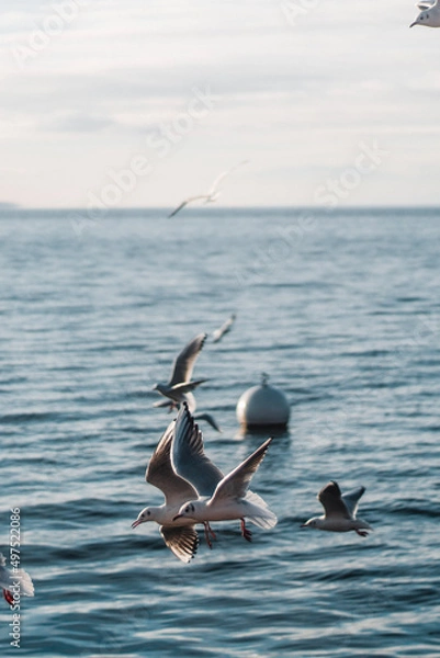 Obraz seagulls in flight