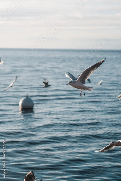Obraz seagulls in flight