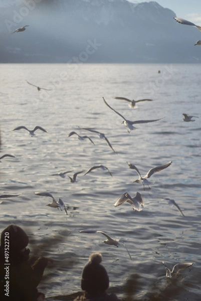 Obraz seagulls on the beach