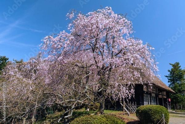 Fototapeta しだれ桜と古民家の風景　春イメージ