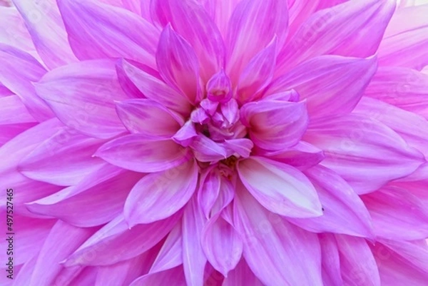 Obraz pink dahlia flower