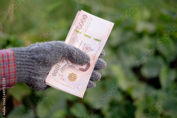 Fototapeta One thousand baht banknotes held in the hands of an elderly farmer.