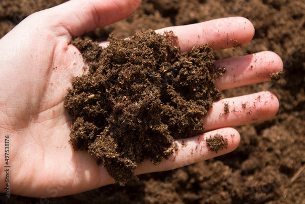 Fototapeta Peat Moss background