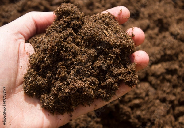 Fototapeta Lithuanian peat on hand. Agriculture concept. Closeup. Point of view shot.