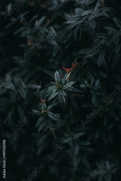 Obraz Moody Green Plant