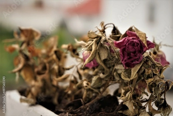 Obraz Trockene Pflanze