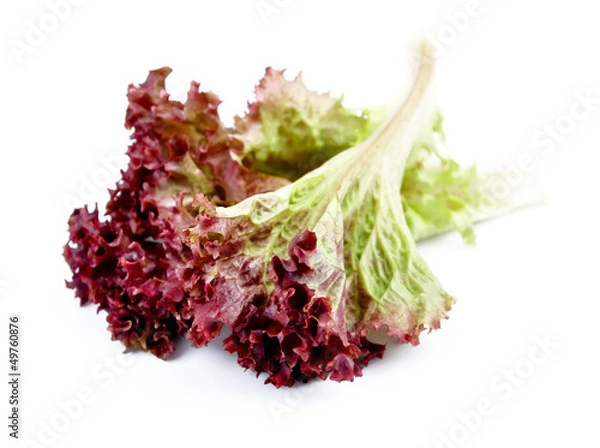 Fototapeta sweet red lettuce