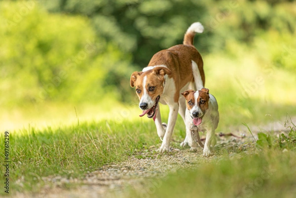 Fototapeta Two cute enchanting dogs are walking together without humans. Small Jack Russell Terrier doggy and a big mongrel hound