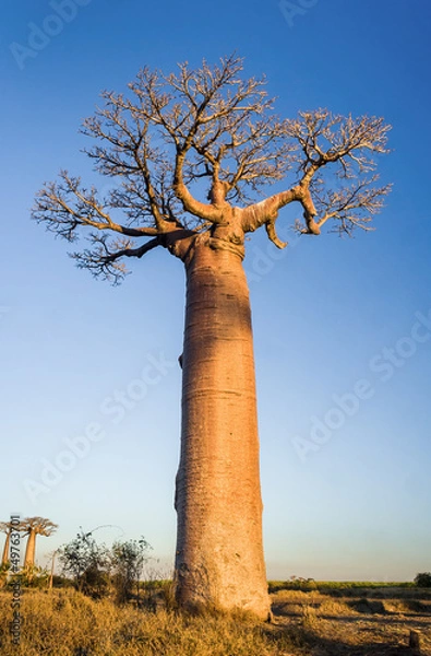 Fototapeta Sunset on baobab trees