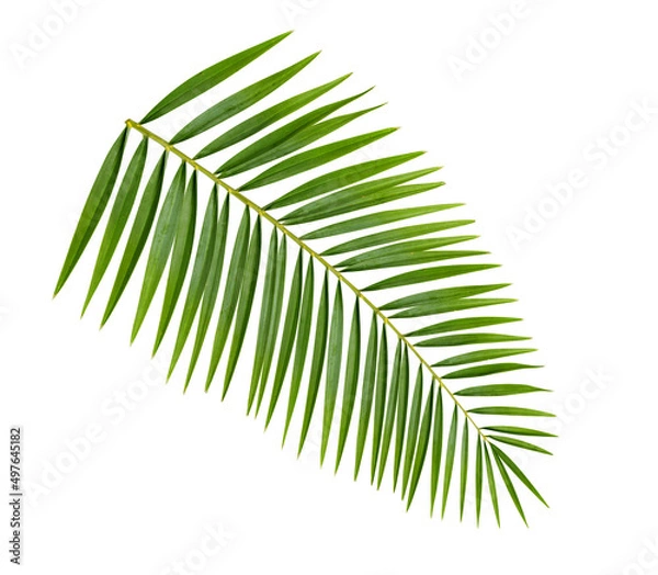 Fototapeta Palm leaf isolated on white background.