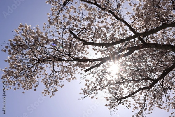 Fototapeta 満開の桜