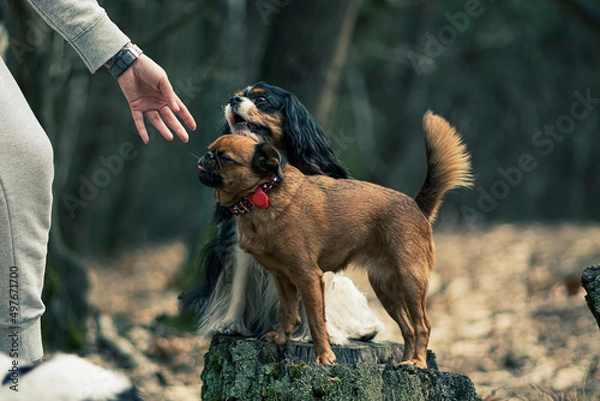 Obraz Owner giving command to her dogs. Small doggy family with a person in the woods. Dark autumnal day in a forest. Selective focus on the details, blurred background.