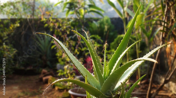 Obraz Aloe Vera, Cactus-like plant. 