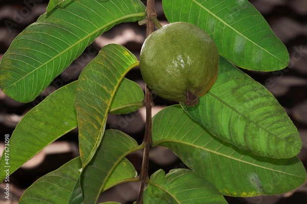 Obraz Guava fruit on the tree