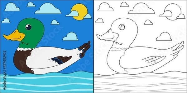 Fototapeta Mallard duck swimming suitable for children's coloring page vector illustration