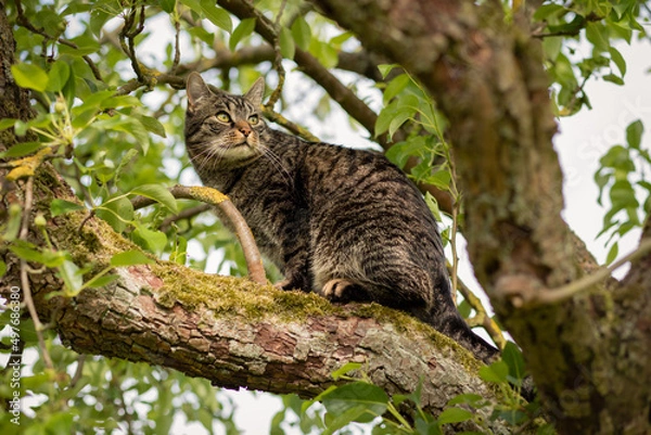 Obraz A tabby cat sitting in the tree, watching curiously and attentively. Tree branches with green leaves. European shorthair cat. Spring and summer mood.