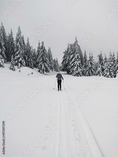 Fototapeta A woman in the middle of a snowy landscape on cross-country skis.