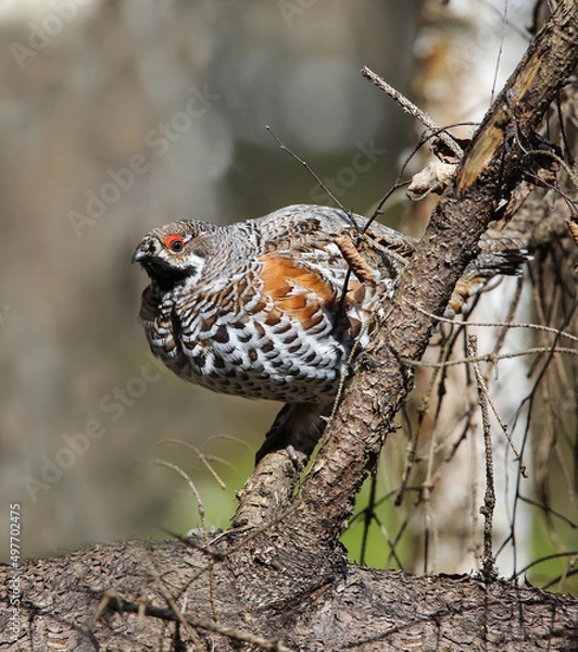 Obraz Hazel grouse in a nesting area in a mixed forest