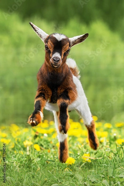 Fototapeta Little funny baby goat jumping in the field with flowers. Farm animals.